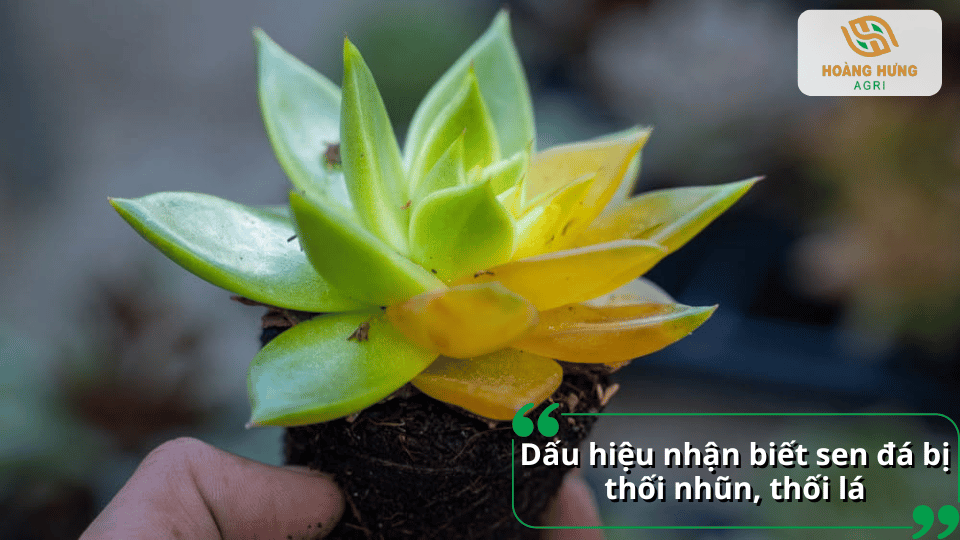 Dấu hiệu nhận biết sen đá bị thối nhũn, thối lá và hư hỏng phần gốc.