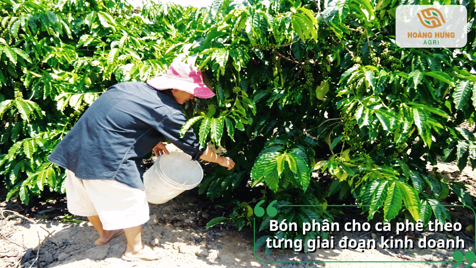 Bón phân cho cà phê giai đoạn kinh doanh giúp nuôi trái, tăng năng suất và chất lượng hạt.
