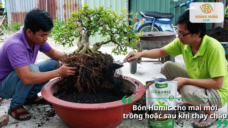 Bón Humic cho mai mới trồng hoặc sau khi thay chậu giúp cây phục hồi và phát triển rễ khỏe.