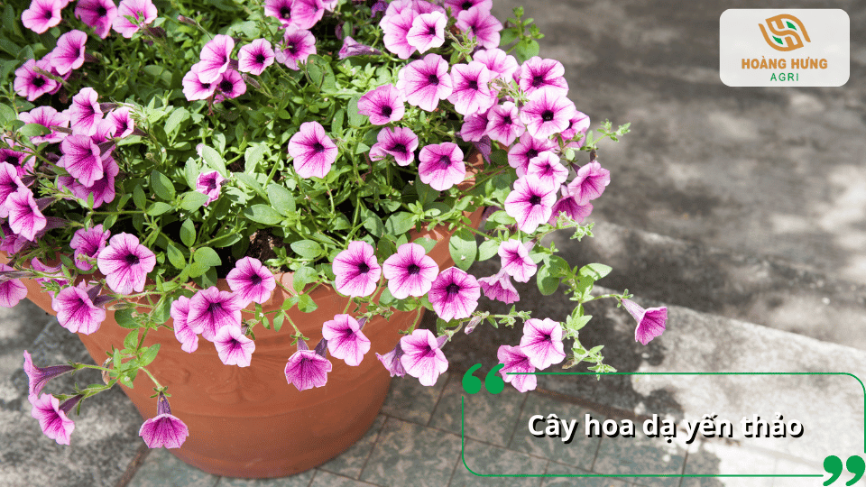 Cây hoa dạ yến thảo nở hoa màu hồng tím dày đặc trong chậu.