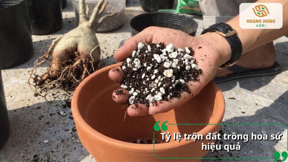 Hỗn hợp đất và perlite được phối trộn làm giá thể trồng hoa sứ.
