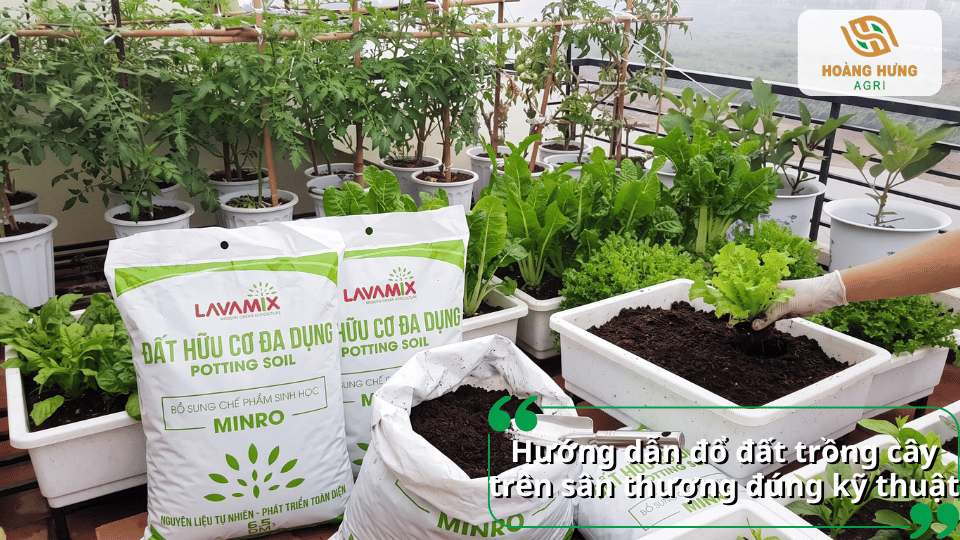 Rau xanh được trồng trong thùng trên sân thượng với đất hữu cơ Lavamix và hệ thống cây leo phía sau.