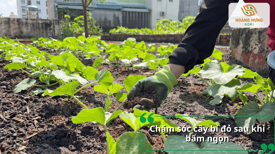 Chăm sóc cây bí đỏ sau khi bấm ngọn để cây tiếp tục sinh trưởng và phát triển