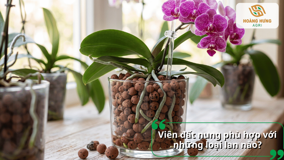 Viên đất nung phù hợp để trồng và chăm sóc nhiều loại lan khác nhau.