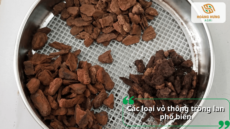 Các loại vỏ thông phổ biến được phân loại theo kích thước và màu sắc.