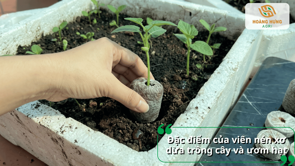 Đặc điểm của viên nén xơ dừa dùng để trồng cây và ươm hạt hiệu quả.