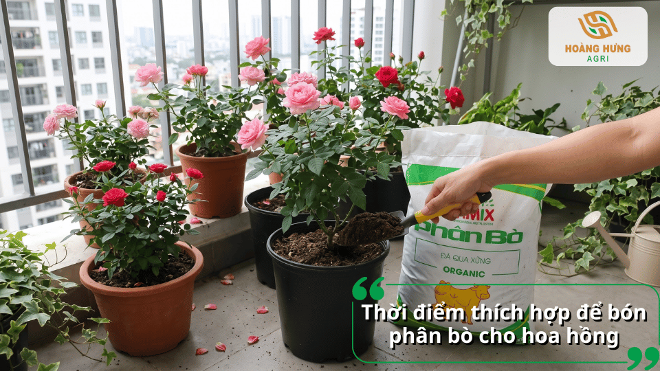 Thời điểm thích hợp bón phân bò cho hoa hồng giúp cây hấp thu dinh dưỡng và phát triển khỏe mạnh.