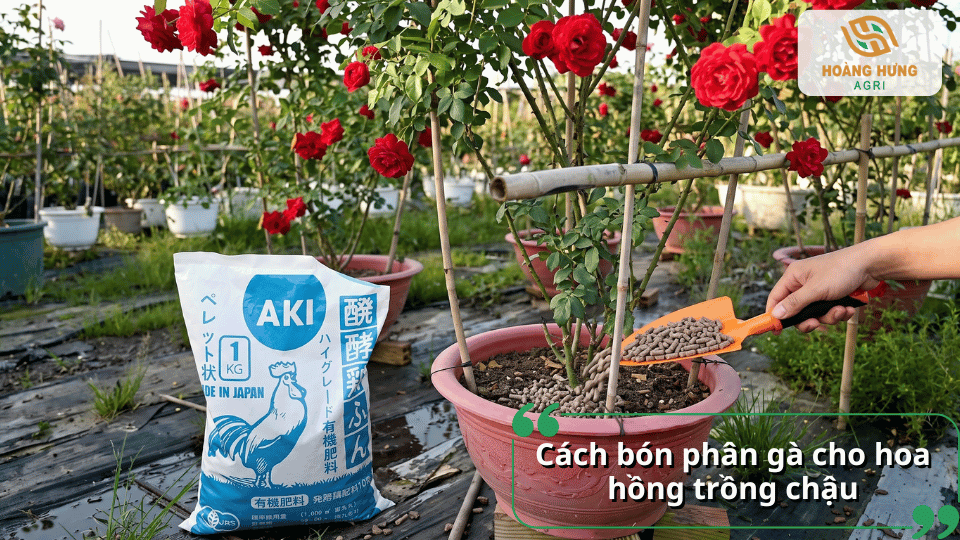 Cách bón phân gà dạng viên cho hoa hồng trồng chậu đúng kỹ thuật.