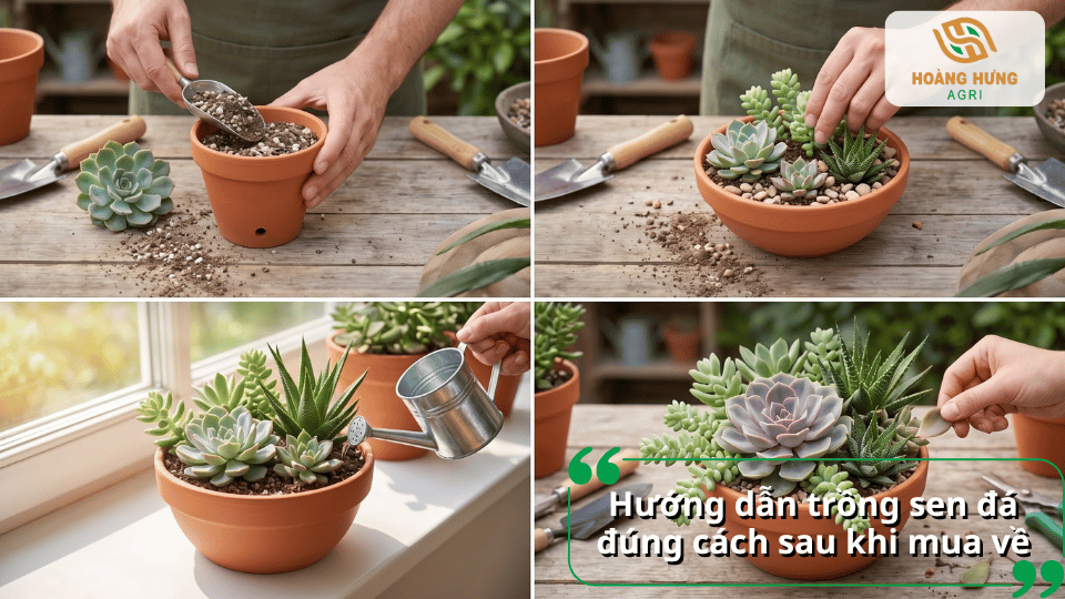 Hướng dẫn trồng sen đá đúng cách sau khi mua về với đất trồng và chậu phù hợp.