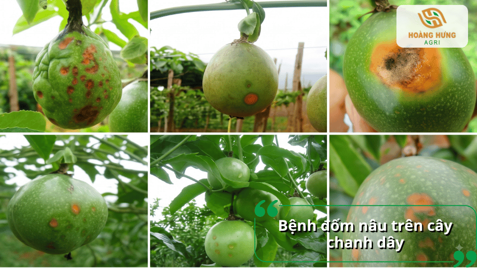 Bệnh đốm nâu trên cây chanh dây gây các vết bệnh màu nâu trên bề mặt quả.