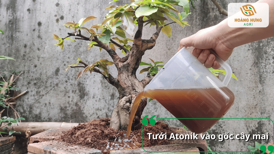 Tưới thuốc kích rễ Atonik vào gốc giúp cây mai phát triển bộ rễ khỏe mạnh.
