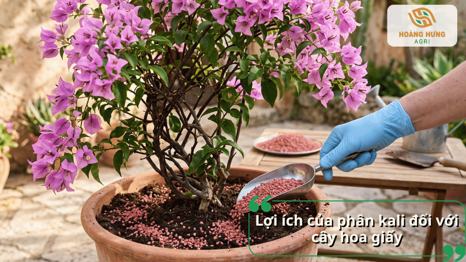Lợi ích của phân kali giúp hoa giấy phát triển khỏe mạnh, hoa to và màu sắc rực rỡ.