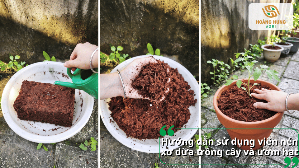 Hướng dẫn sử dụng viên nén xơ dừa bằng cách ngâm nước, làm tơi giá thể và dùng để trồng cây hoặc ươm hạt giống.