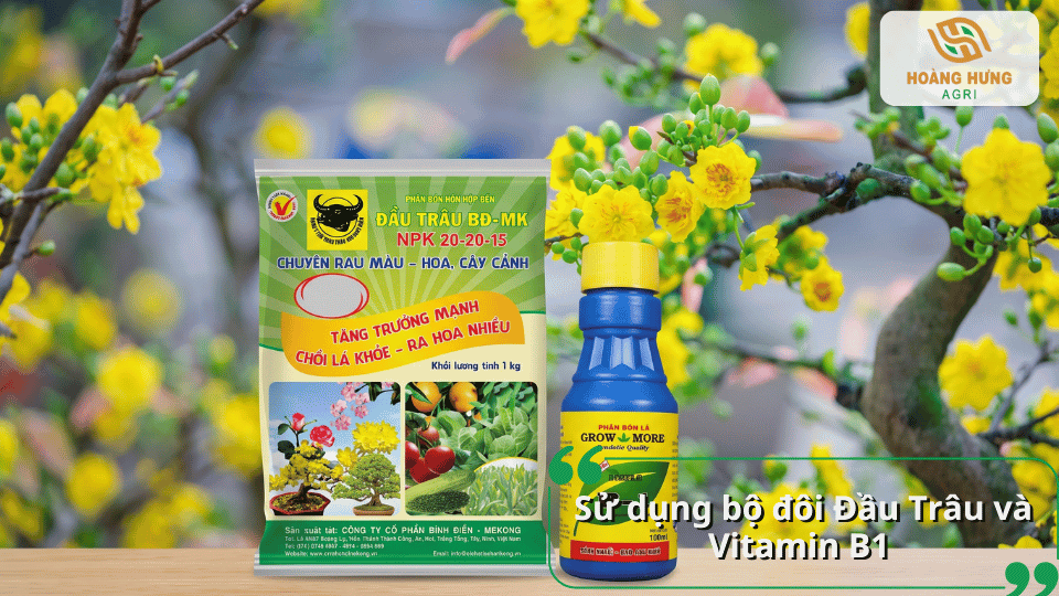 Sử dụng phân bón Đầu Trâu và Vitamin B1 để chăm sóc mai vàng.