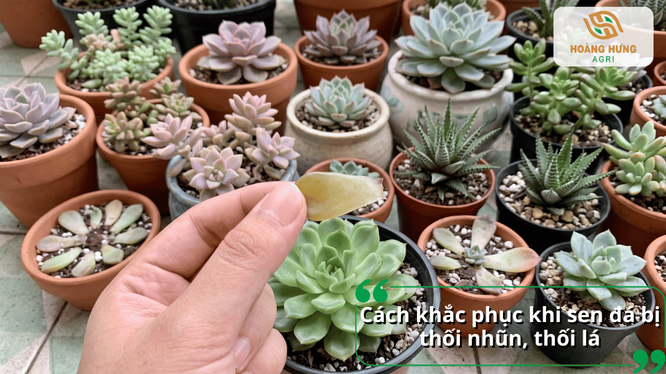 Khắc phục sen đá bị thối nhũn bằng cách loại bỏ lá hỏng và thay giá thể mới.
