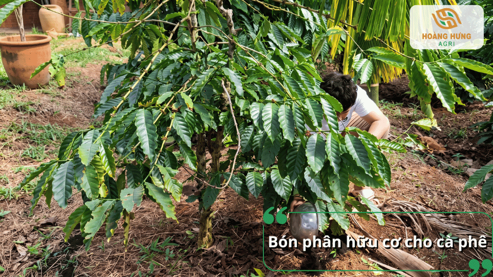 Bón phân hữu cơ cho cây cà phê giúp cải tạo đất và tăng độ phì nhiêu lâu dài.