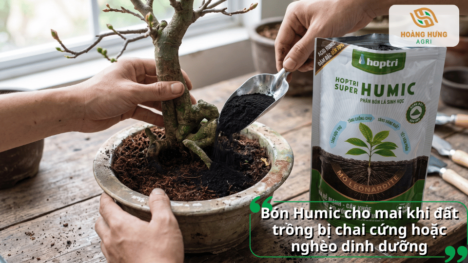 Bón Humic cho mai khi đất trồng bị chai cứng hoặc nghèo dinh dưỡng giúp cải thiện đất và bộ rễ.