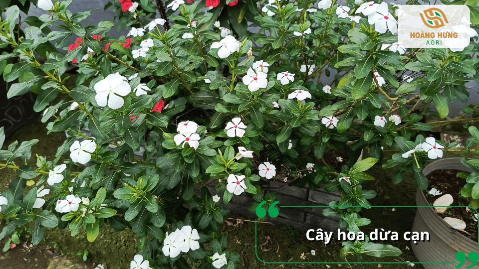 Cây hoa dừa cạn với nhiều hoa trắng và đỏ nổi bật trên nền lá xanh.