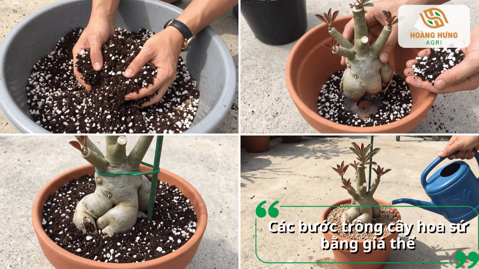 Các bước trộn giá thể và trồng cây hoa sứ vào chậu.