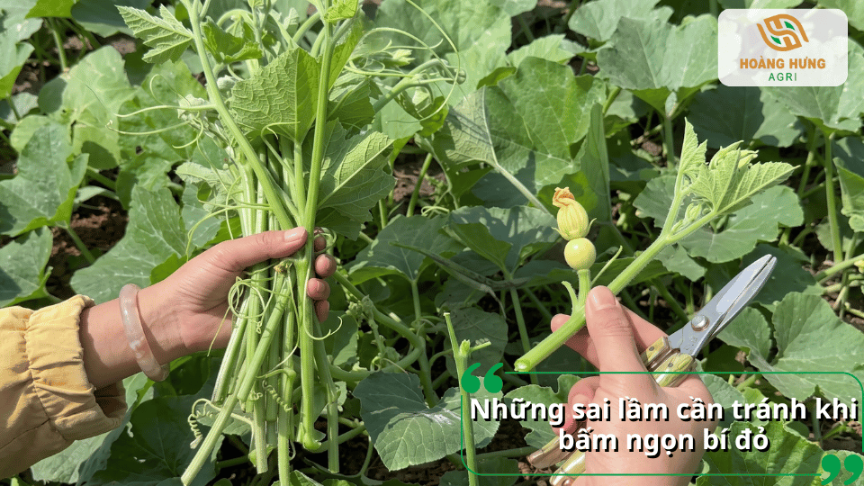 Thao tác bấm ngọn bí đỏ và loại bỏ phần ngọn không cần thiết bằng kéo cắt cây