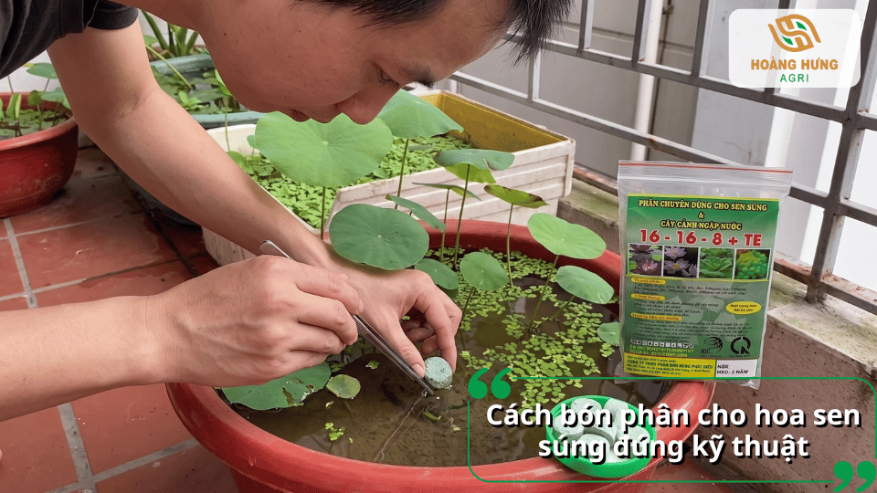 Đặt viên phân vào đất trong chậu sen súng đúng kỹ thuật.