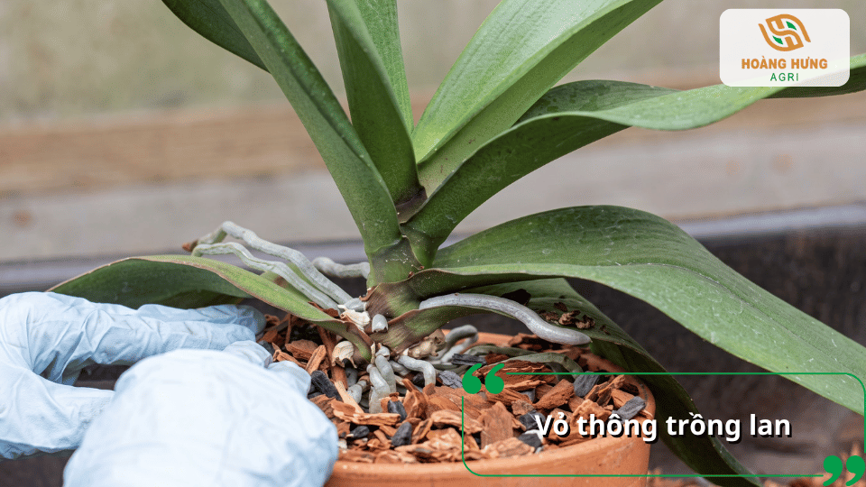 Người trồng đặt lan hồ điệp vào chậu chứa vỏ thông làm giá thể.