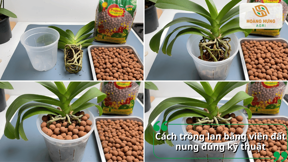 Hướng dẫn cách trồng lan bằng viên đất nung trong chậu đúng kỹ thuật.