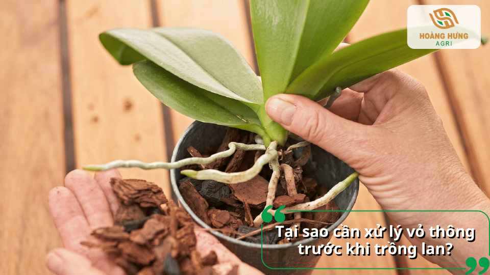 Người trồng lan sử dụng vỏ thông để trồng và chăm sóc cây.