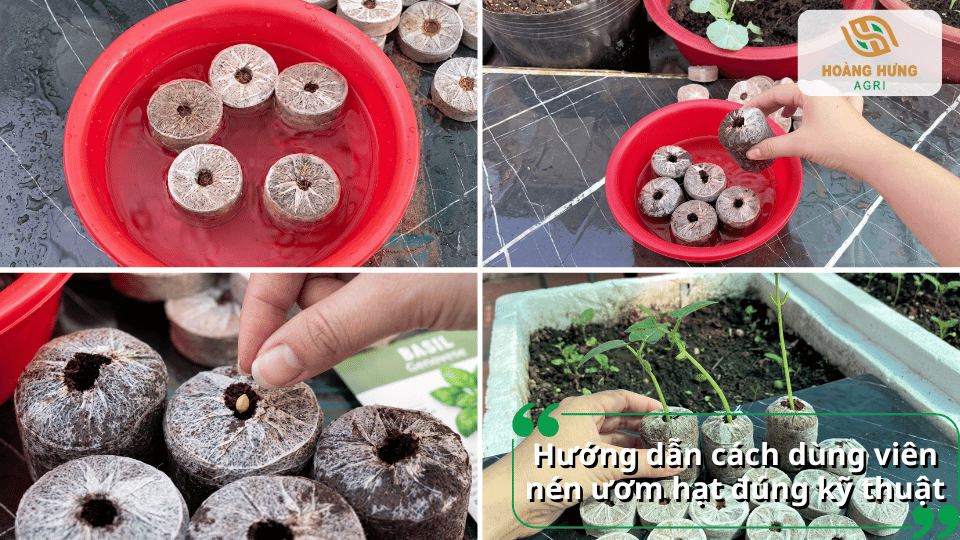 Hướng dẫn sử dụng viên nén ươm hạt đúng kỹ thuật từ ngâm nở đến gieo hạt.