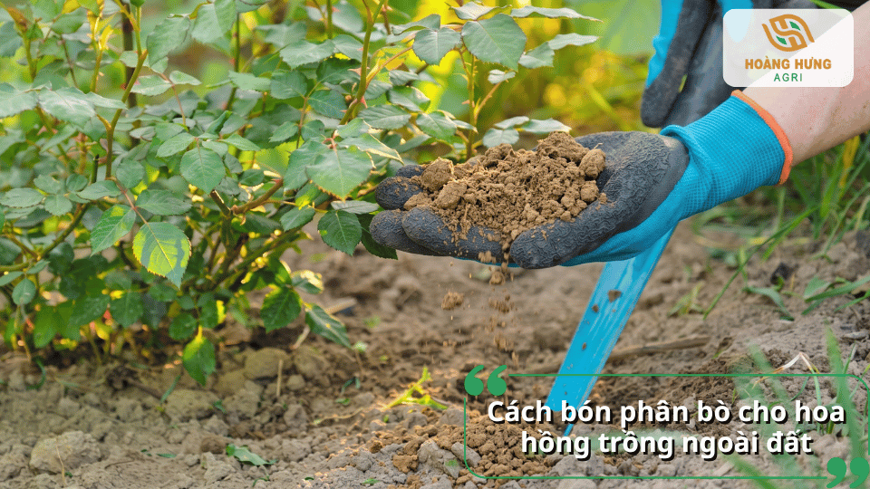 Cách bón phân bò cho hoa hồng trồng ngoài đất, giúp bổ sung hữu cơ và hỗ trợ cây phát triển tốt.