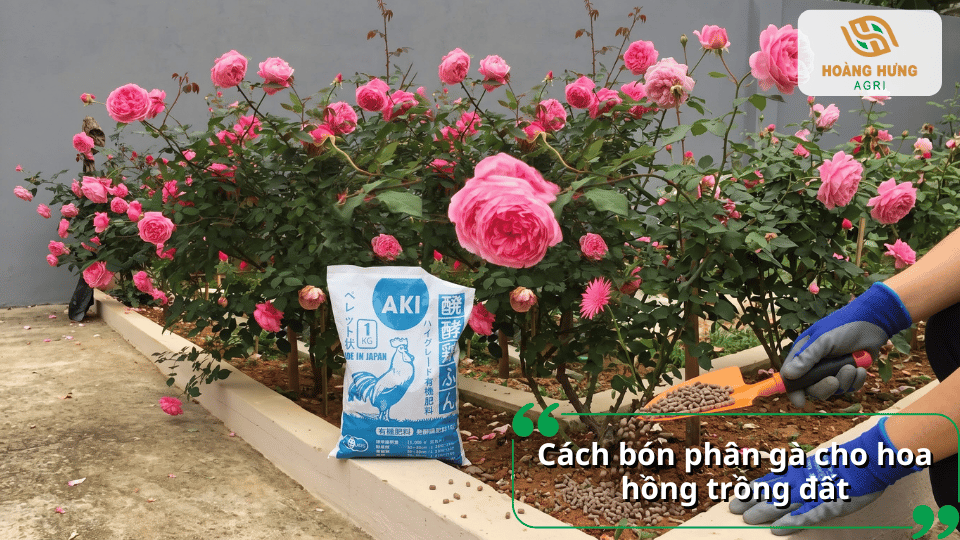 Rải phân gà quanh gốc hoa hồng trồng đất để bổ sung dinh dưỡng cho cây.