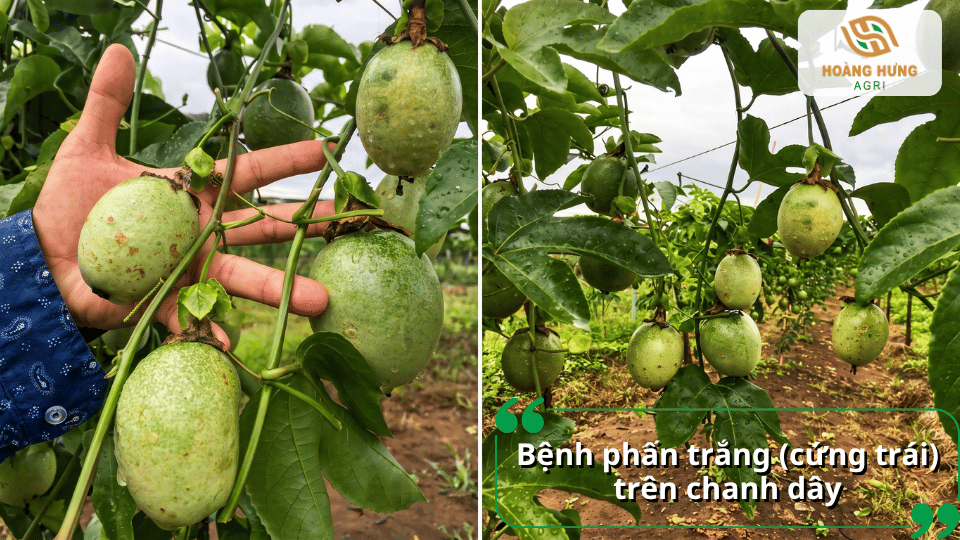 Bệnh phấn trắng trên chanh dây làm xuất hiện lớp phấn trắng và ảnh hưởng đến quả.