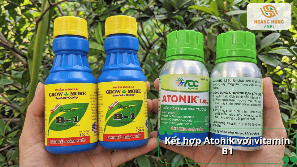 Kết hợp thuốc kích rễ Atonik với vitamin B1 để tăng hiệu quả phục hồi cây mai.