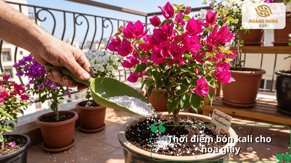 Thời điểm bón kali cho hoa giấy trồng chậu để kích thích cây ra hoa đồng loạt.