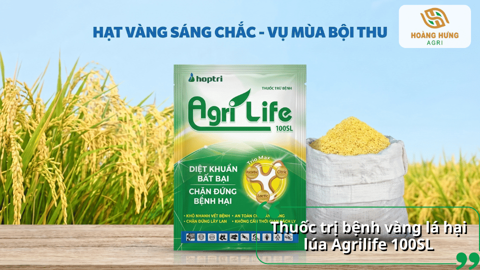 Gói thuốc Agrilife 100SL đặt trước ruộng lúa chín và bao phân, giới thiệu thuốc trị bệnh vàng lá hại lúa.