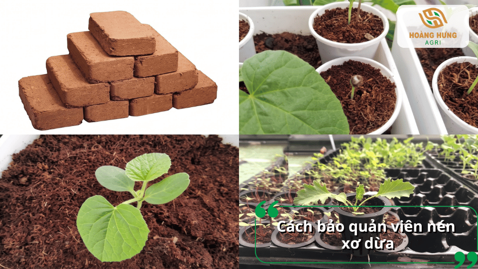 Cách bảo quản viên nén xơ dừa đúng cách bằng cách giữ sản phẩm khô ráo, sạch sẽ và tránh tiếp xúc với độ ẩm trước khi sử dụng.