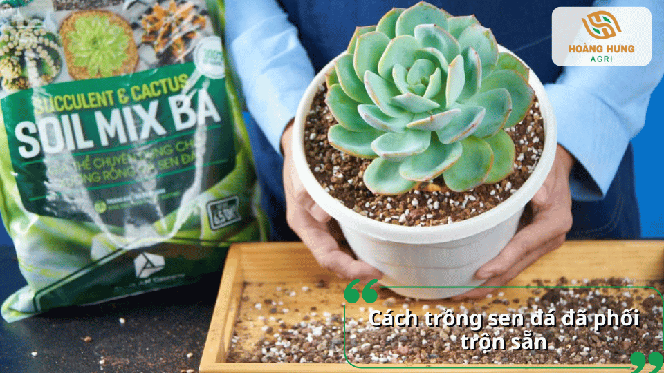 Cách trồng sen đá bằng đất đã phối trộn sẵn, giúp cây có giá thể phù hợp với nhu cầu thoát nước và phát triển bộ rễ.