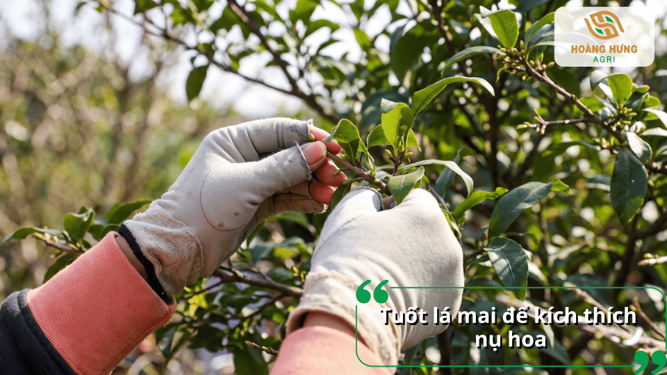 Tuốt lá mai đúng thời điểm để kích thích cây mai ra nụ và hoa.