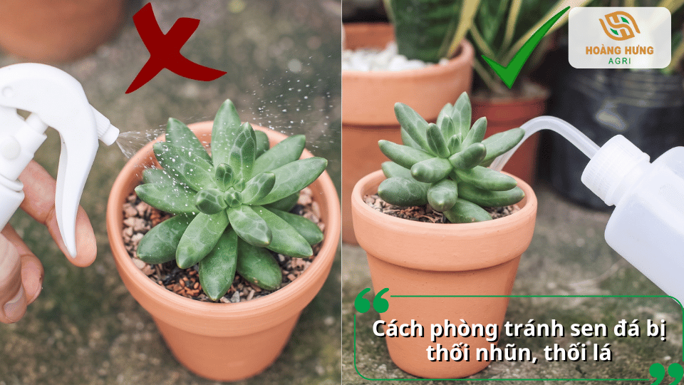 Cách phòng tránh sen đá bị thối nhũn bằng tưới nước đúng cách và hạn chế đọng nước trên lá.