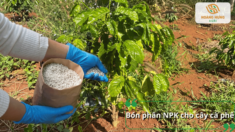 Cách bón phân NPK cho cây cà phê đúng kỹ thuật giúp cây sinh trưởng khỏe mạnh.