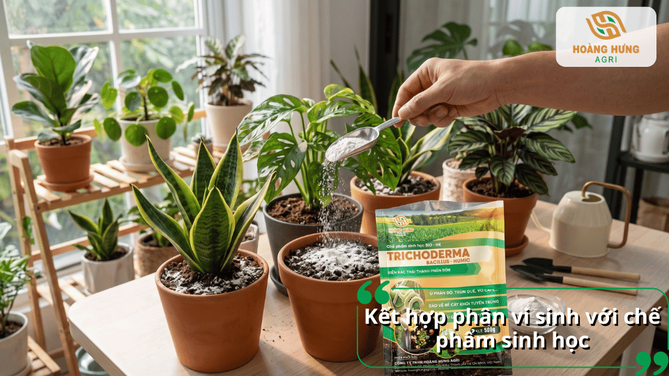 Kết hợp phân vi sinh với chế phẩm sinh học Trichoderma giúp cải thiện đất và tăng hệ vi sinh vật có lợi.