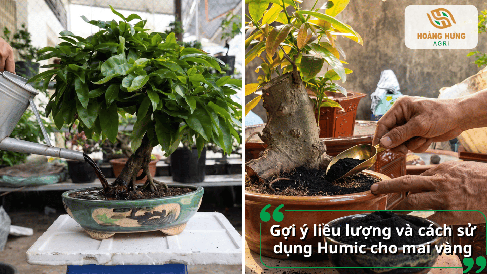 Gợi ý liều lượng và cách sử dụng Humic cho mai vàng bằng phương pháp bón gốc hoặc pha tưới.