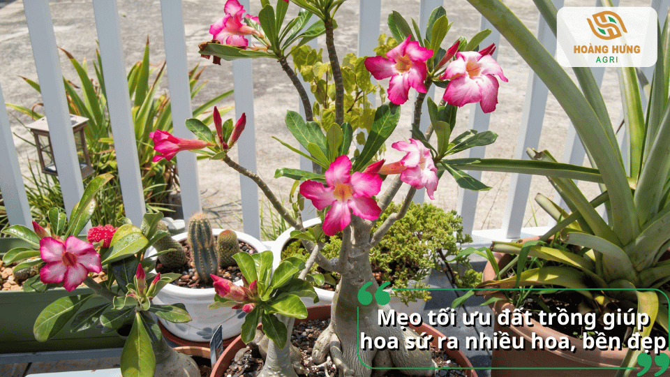 Cây hoa sứ trồng chậu phát triển khỏe mạnh và ra nhiều hoa.
