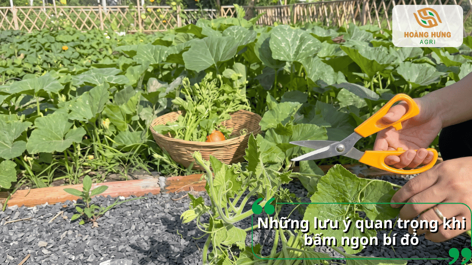 Lưu ý quan trọng khi bấm ngọn bí đỏ để hạn chế tổn thương và giúp cây phát triển tốt
