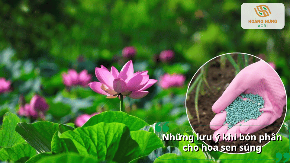 Hoa sen nở đẹp cùng hướng dẫn những lưu ý khi bón phân.