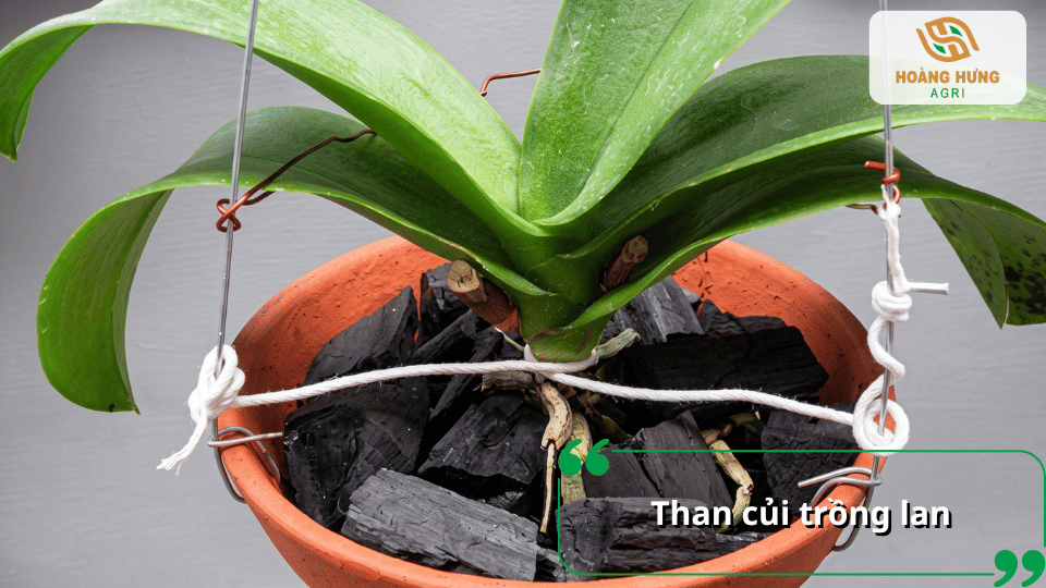 Lan hồ điệp được trồng trong chậu với than củi làm giá thể.