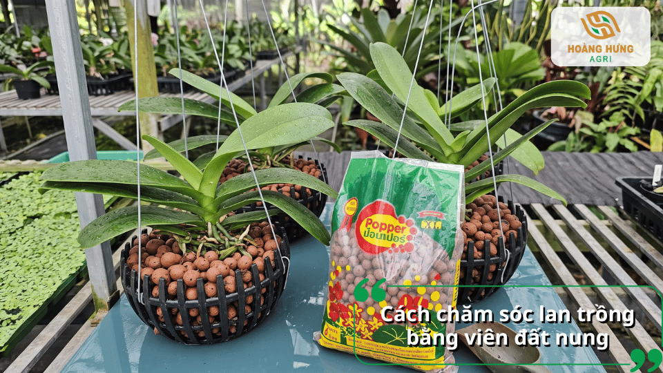 Cách chăm sóc lan trồng bằng viên đất nung để cây sinh trưởng khỏe mạnh.