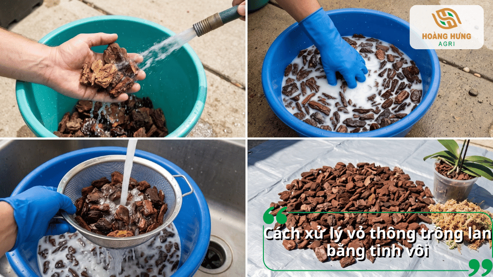 Xử lý vỏ thông trồng lan bằng phương pháp ngâm và làm sạch.