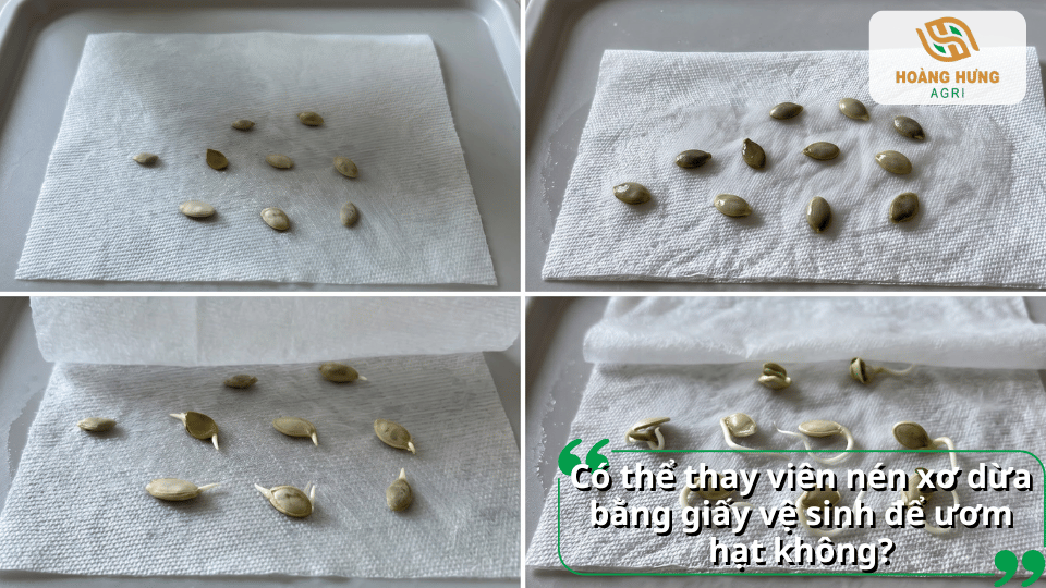 Có thể dùng giấy vệ sinh thay viên nén xơ dừa để ươm hạt hay không?