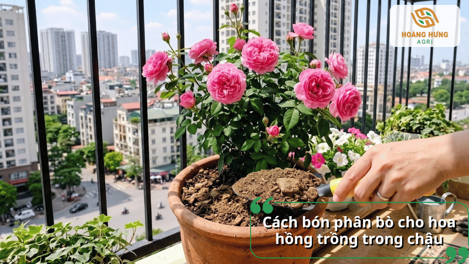 Hướng dẫn cách bón phân bò cho hoa hồng trồng trong chậu, giúp cây khỏe và duy trì khả năng ra hoa.